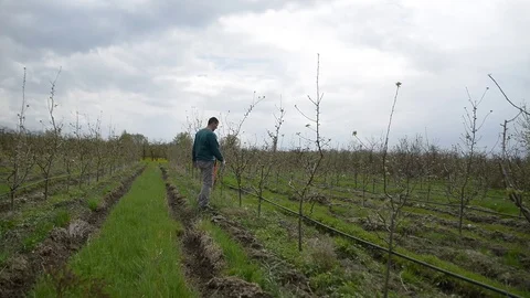 Pruning young fruit trees with garden shears Stock Footage 71175253