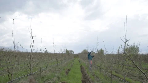 Pruning young fruit trees with garden shears Stock Footage 71175321