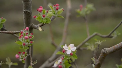 Pruning young fruit trees with garden shears Stock Footage 71175346