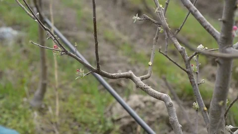 Pruning young fruit trees with garden shears Stock Footage 71175630