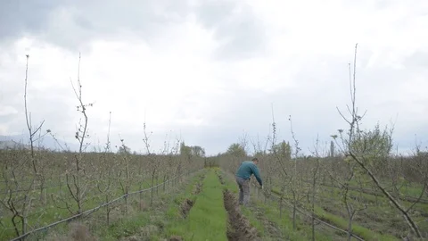 Pruning young fruit trees with garden shears Stock Footage 71175695