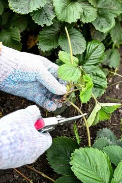 Pruning of young shoots of strawberries spring work in the garden Stock Photos
