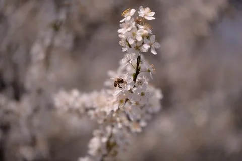 Prunus armeniaca in blooming time on spring season Stock Photos