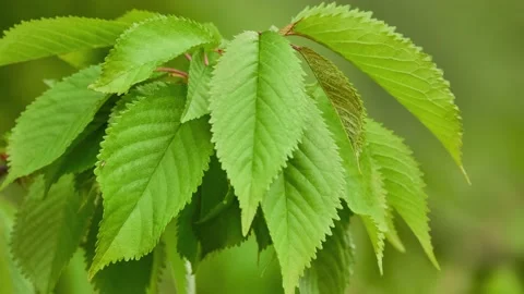 Prunus avium, commonly called wild cherry, sweet cherry, gean, or bird cherry Stock Footage 195604194