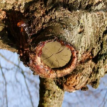  Prunus avium, Kirschbaum, Cherry tree, Wundholz, Gummifluss Abschottung m... Stock Photos