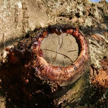  Prunus avium, Kirschbaum, Cherry tree, Wundholz, Gummifluss Abschottung m... Foto stock