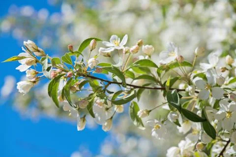 Prunus bird cherry, macro Stock Photos