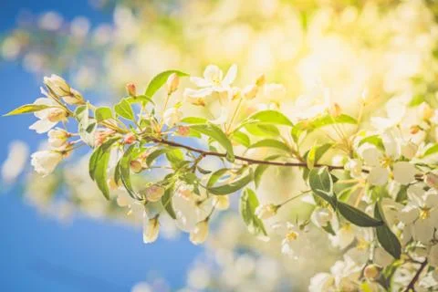 Prunus bird cherry, macro Stock Photos
