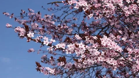 Prunus blossom Stock Footage 150725976