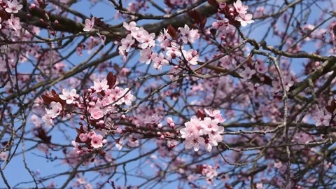 Prunus blossom Video stock 150979214