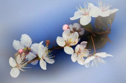 Prunus blossom in spring Stock Photos