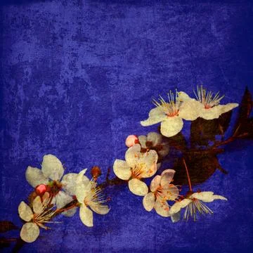 Prunus cerasifera in bloom Stock Illustration