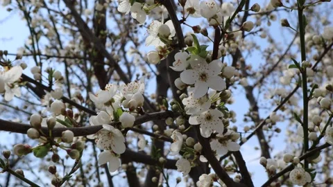"Prunus Cerasifera" flower in the spring Stock Footage 236697759