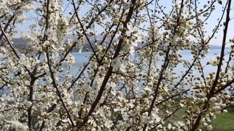 "Prunus Cerasifera" flower in the spring Stock Footage 236697774