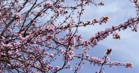 Prunus cerasifera 動画素材 48971184