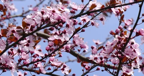 Prunus cerasifera Stock Footage 48971342