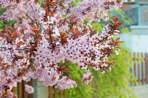 Prunus cerasifera tree blooming in the springtime 写真素材