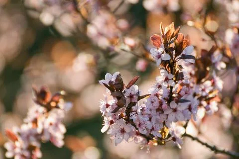 Prunus cerasifera tree blooming in the springtime, sunset photo 스톡 사진