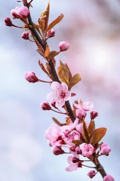 Prunus cerasifera tree blooming in the springtime Photos