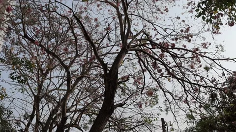Prunus cerasoides flowers falling from tree on flooring Stock Footage 150431336