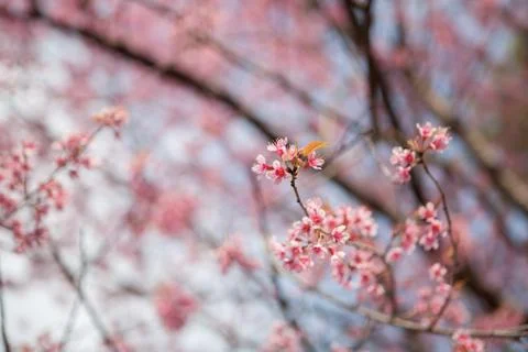 Prunus Cerasoides Stock Photos
