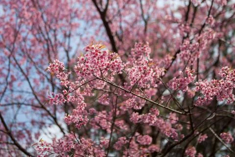 Prunus Cerasoides Stock Photos