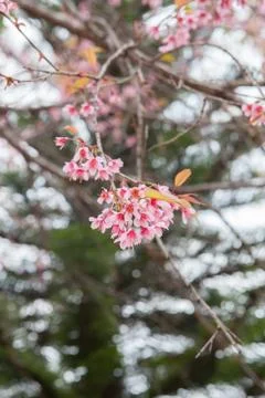 Prunus Cerasoides Stock Photos