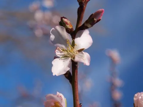 Prunus dulcis Stock Photos