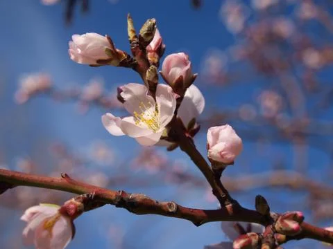 Prunus dulcis Stock Photos