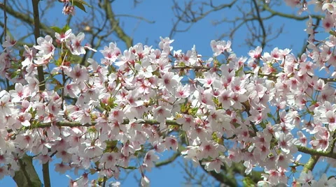 Prunus Stock Footage 4973307