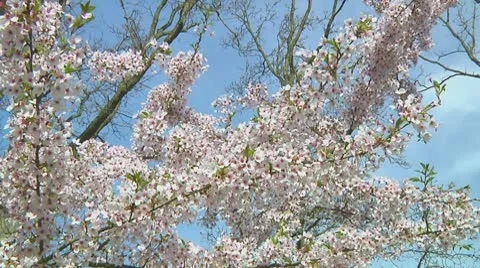 Prunus Stock Footage 10740764