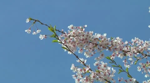 Prunus Stock Footage 10740796