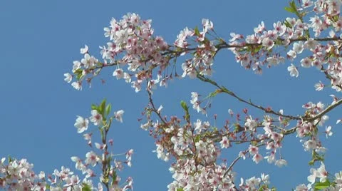 Prunus Stock Footage 10740801