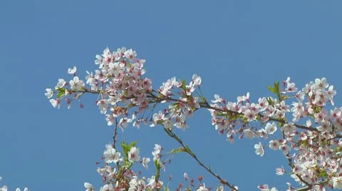 Prunus Stock Footage 10740809