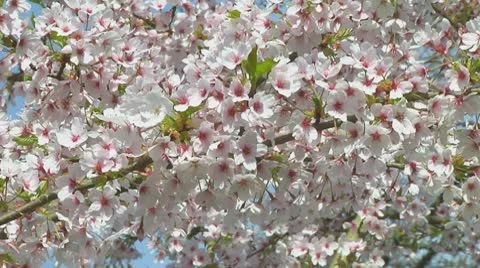 Prunus Stock Footage 10740825