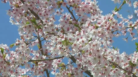Prunus Stock Footage 10742971