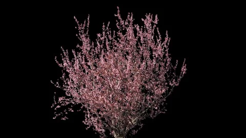 Prunus Isolated Tree Video stock 107782278