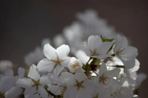 Prunus nipponica Close Up 1 Stock Photos