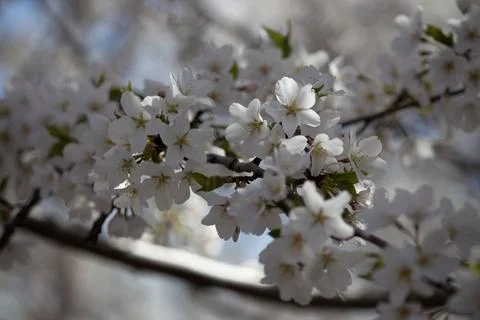 Prunus nipponica Close Up 2 Stock Photos