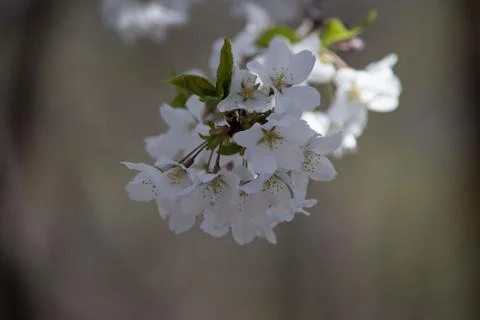 Prunus nipponica Close Up 3 Stock Photos