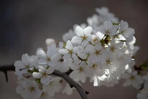 Prunus nipponica Close Up Stock-Fotos