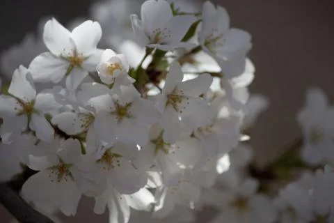 Prunus nipponica Close Ups Foto stock