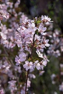  Prunus nipponica Ruby , Zierkirsche Prunus nipponica Ruby , Zierkirsche C... Foto stock