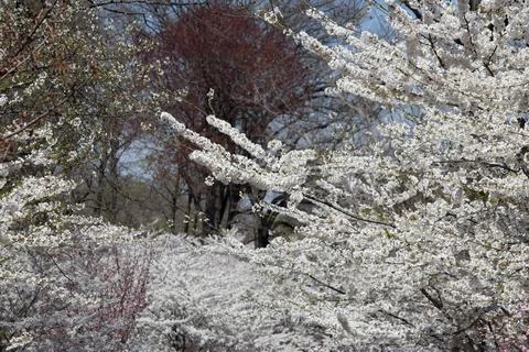 Prunus nipponica Wide Stock Photos