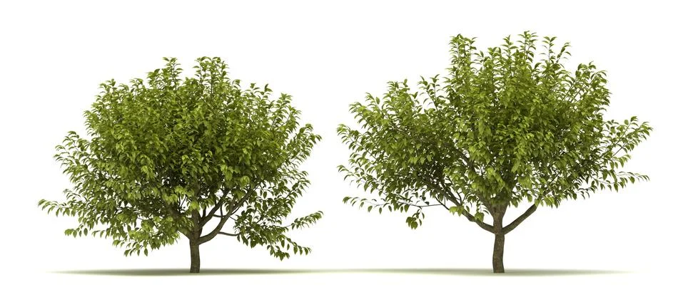 Prunus Padus Aurea Stock Illustration