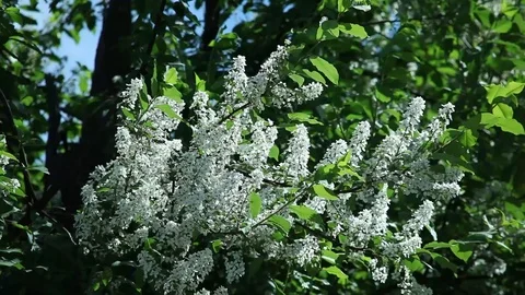 Prunus padus, bird cherry blossoms in spring with white flowers Video stock 98156945