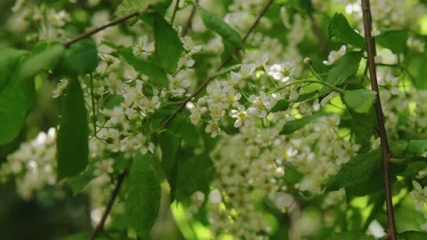 Prunus padus blossoms sways in wind. Spring nature background. Stock Footage 336381156
