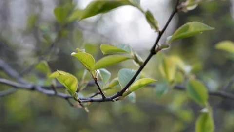 Prunus padus. The branch blooms at the beginning of spring Video stock 106628616