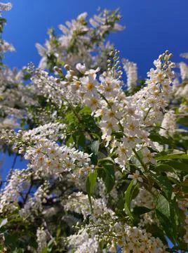 Prunus padus, known as bird cherry, hackberry, hagberry, or Mayday tree Foto stock