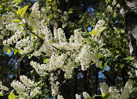 Prunus padus trees bloomed with many small white flowers on warm spring days Stock-Fotos
